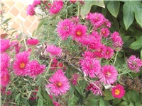 8635c669-Picture 019.jpg